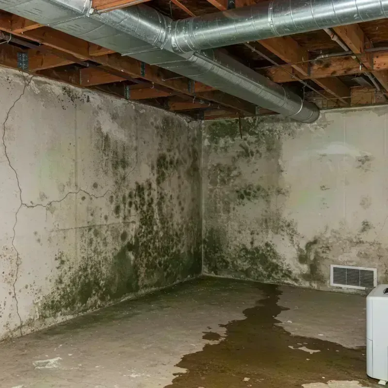 Professional Mold Removal in Smithland, KY